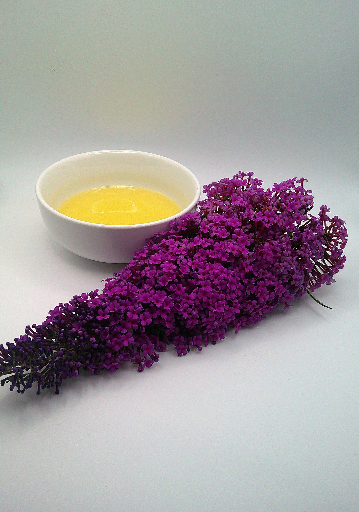 Buddleia - Infused Sunflower Seed Oil - 250ml